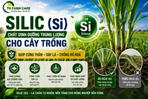 Silic Si chất dinh dưỡng trung lượng cho cây trồng giúp cứng thân dày lá chống đổ ngã