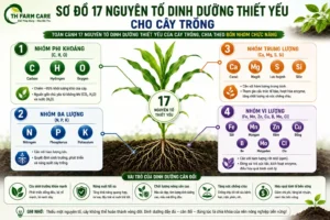 Sơ đồ 17 nguyên tố dinh dưỡng thiết yếu cho cây trồng gồm nhóm phi khoáng C H O, đa lượng N P K, trung lượng Ca Mg S Si và vi lượng Fe Mn Zn Cu B Mo Cl