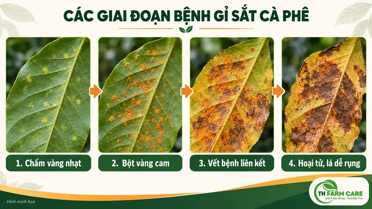 Minh họa bốn giai đoạn vết bệnh gỉ sắt trên lá cà phê từ chấm vàng nhạt đến mảng cháy khô