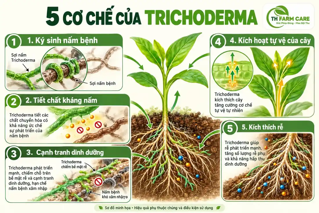 Sơ đồ năm cơ chế của nấm Trichoderma bảo vệ rễ